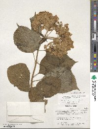 Hydrangea macrophylla image