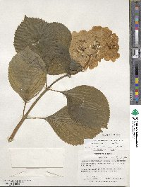 Hydrangea macrophylla image