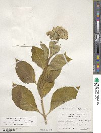 Hydrangea macrophylla image