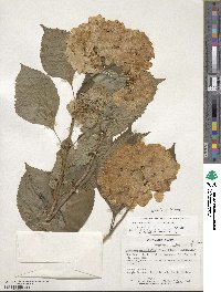 Hydrangea macrophylla image