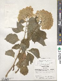 Hydrangea macrophylla image