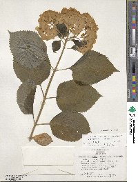 Hydrangea macrophylla image