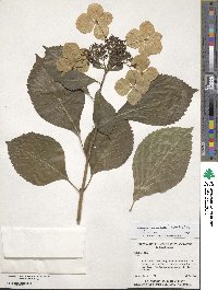 Hydrangea macrophylla image