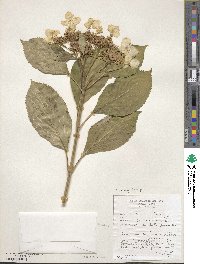 Hydrangea macrophylla image