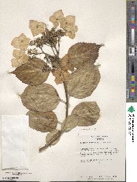 Hydrangea macrophylla image