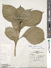 Hydrangea macrophylla image