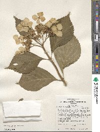 Hydrangea macrophylla image