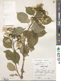 Hydrangea macrophylla image