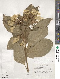 Hydrangea macrophylla subsp. macrophylla image