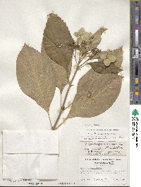 Hydrangea macrophylla image