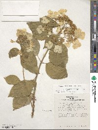 Hydrangea macrophylla image