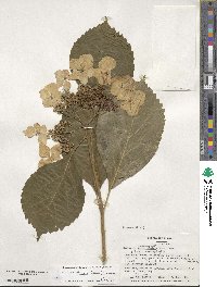 Hydrangea macrophylla image