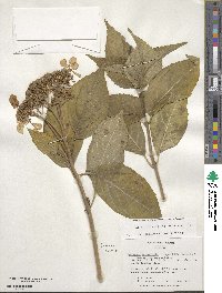 Hydrangea macrophylla image