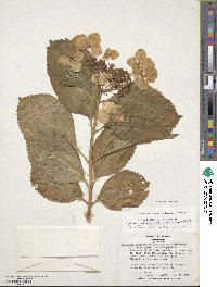 Hydrangea macrophylla image