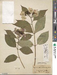 Hydrangea macrophylla image