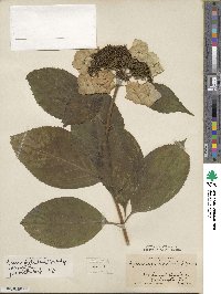 Hydrangea macrophylla image