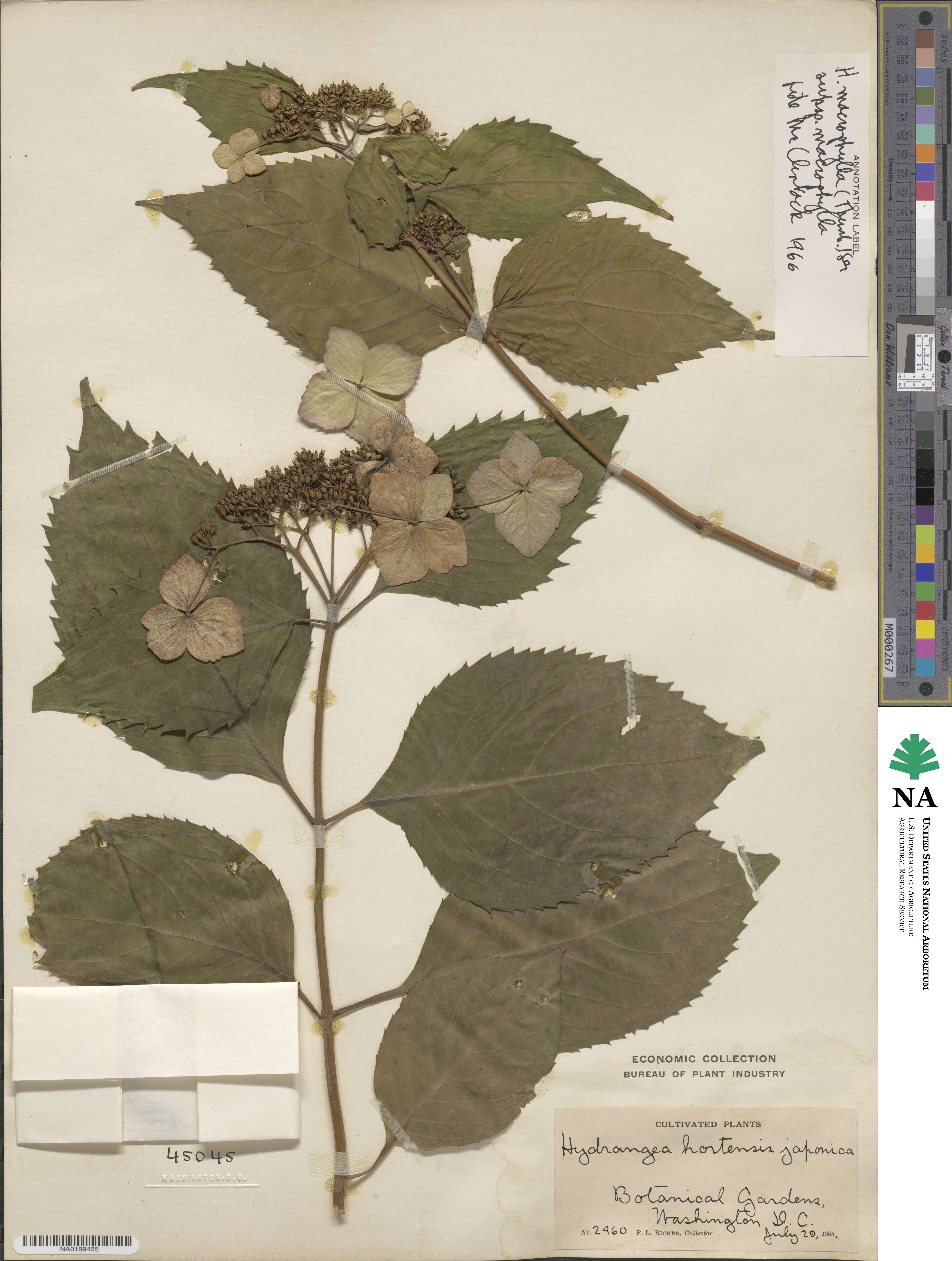 Hydrangea macrophylla subsp. macrophylla image