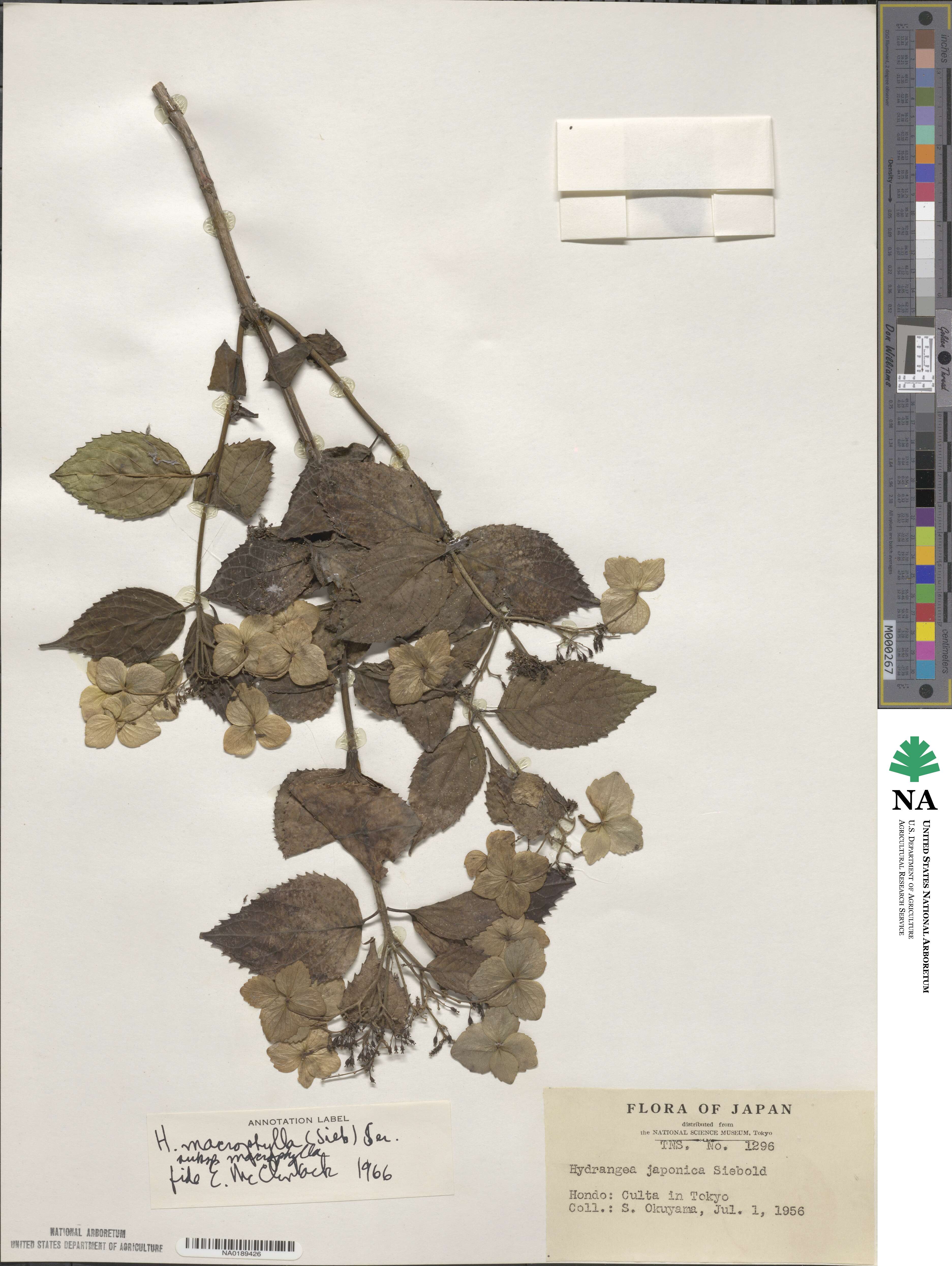 Hydrangea macrophylla image