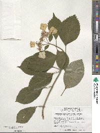 Hydrangea serrata image