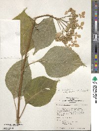 Hydrangea serrata image