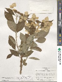 Hydrangea serrata image