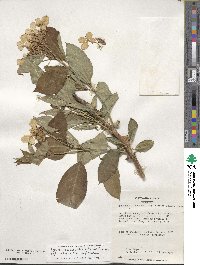 Hydrangea serrata image