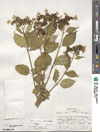 Hydrangea serrata image