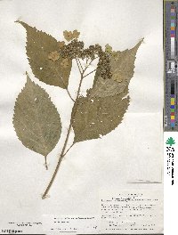 Hydrangea serrata image