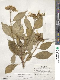 Hydrangea serrata image