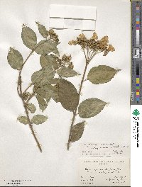 Hydrangea serrata image