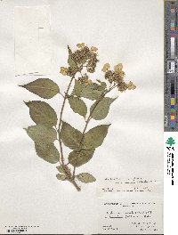 Hydrangea serrata image