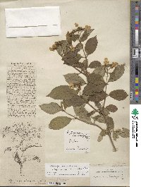 Hydrangea serrata image