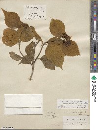 Hydrangea serrata image