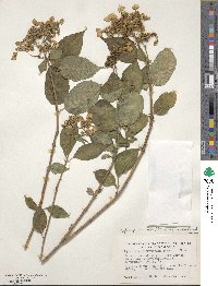 Hydrangea serrata image