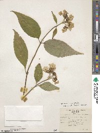 Hydrangea serrata image