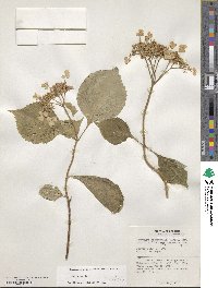 Hydrangea serrata image