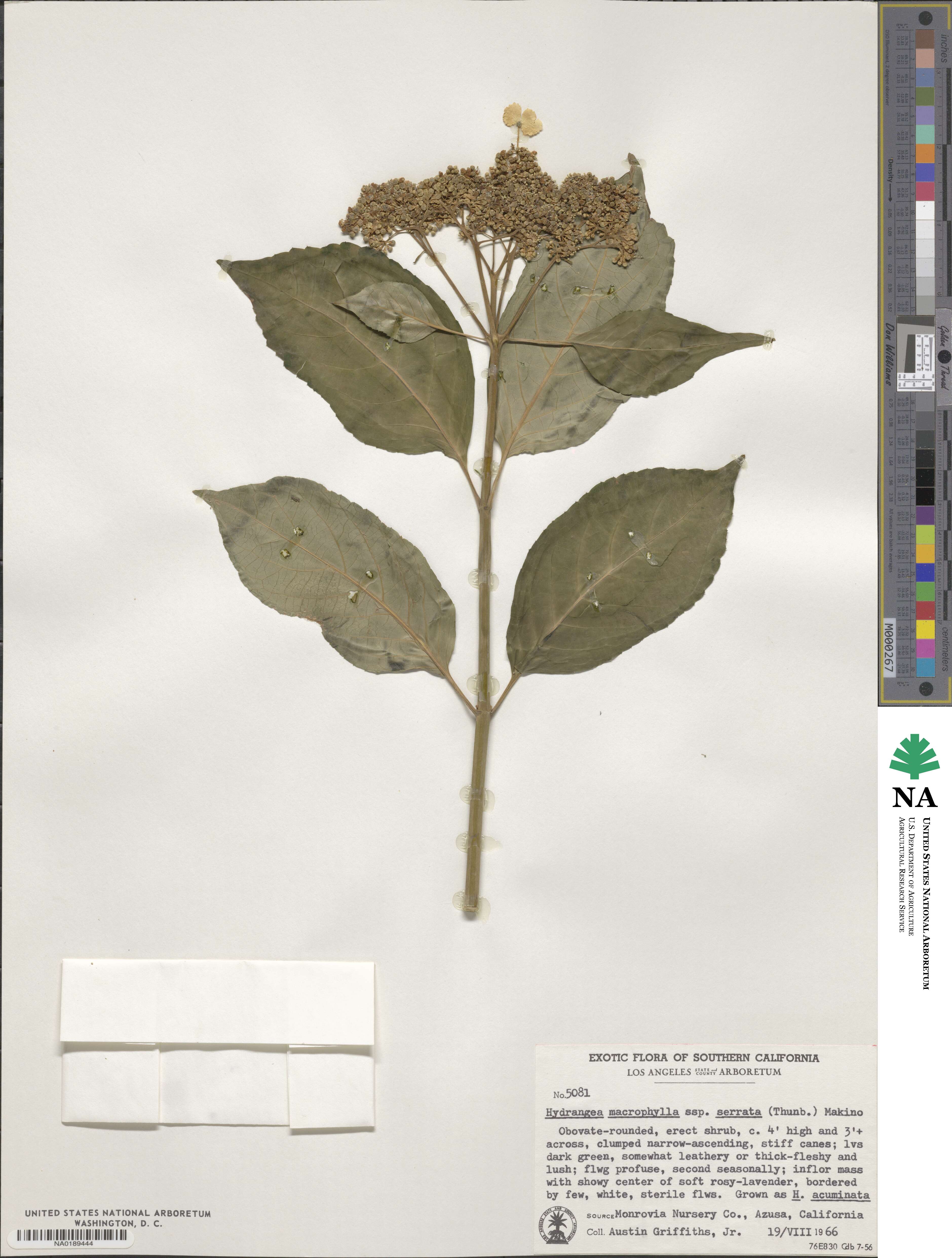 Hydrangea serrata image