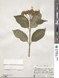 Hydrangea serrata image