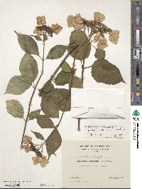 Hydrangea serrata image