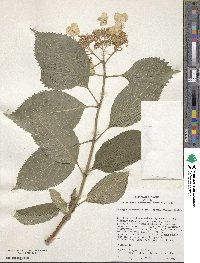 Hydrangea serrata image