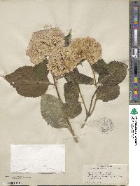 Hydrangea macrophylla image