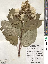 Hydrangea paniculata image