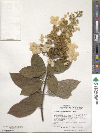 Hydrangea paniculata image