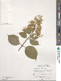 Hydrangea paniculata image