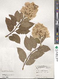 Hydrangea paniculata image