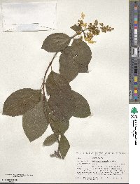 Hydrangea paniculata image