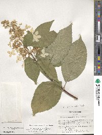 Hydrangea paniculata image