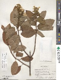 Hydrangea paniculata image