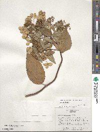 Hydrangea paniculata image