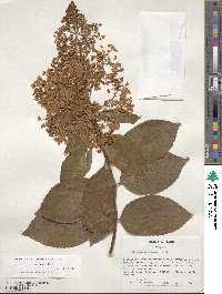 Hydrangea paniculata image